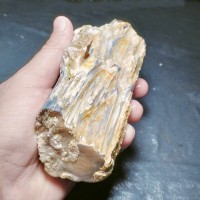 Silisleşmiş Ağaç - Koleksiyonluk Ağaç Fosili